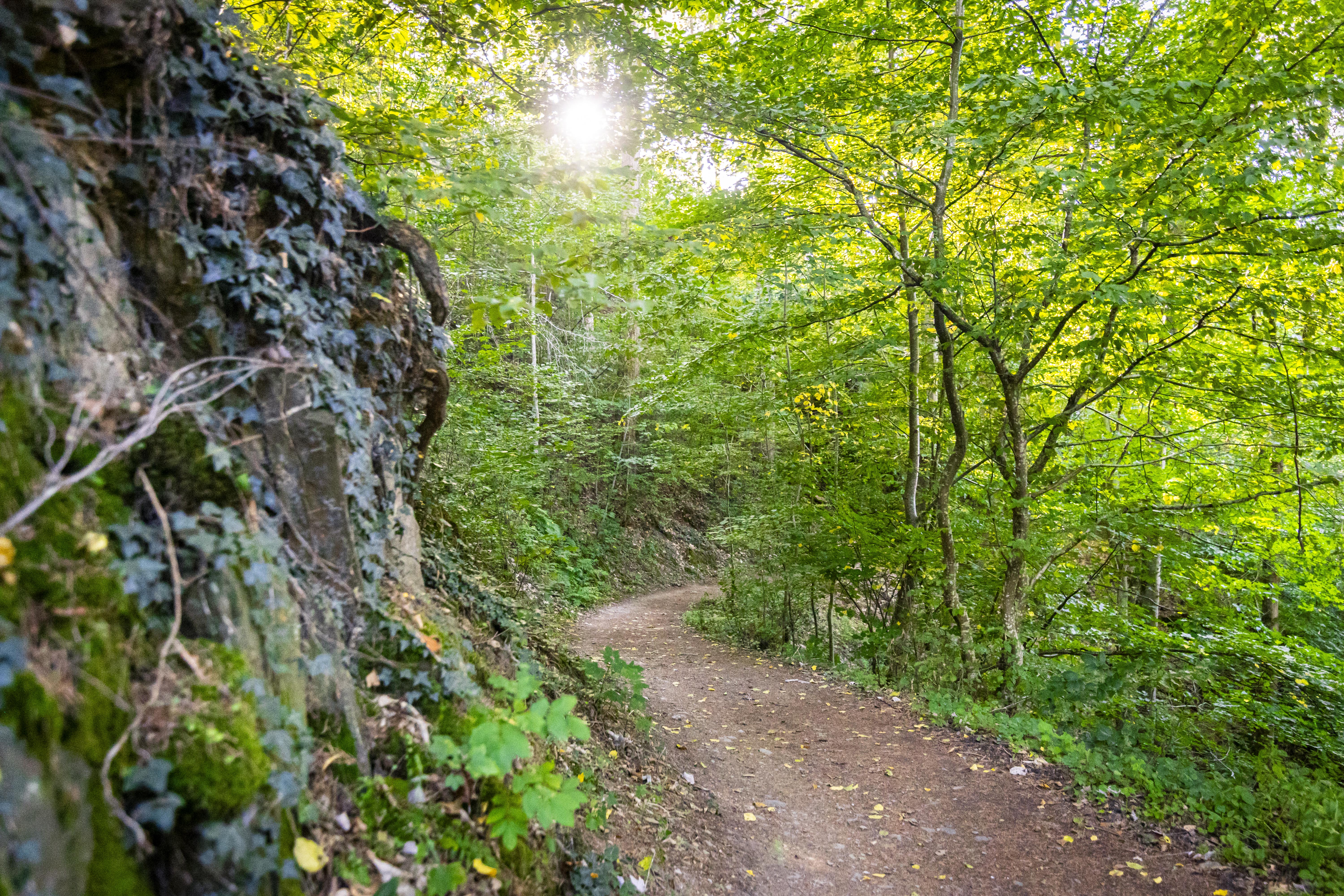 Baum- und Umweltanalyse Naturblick GmbH