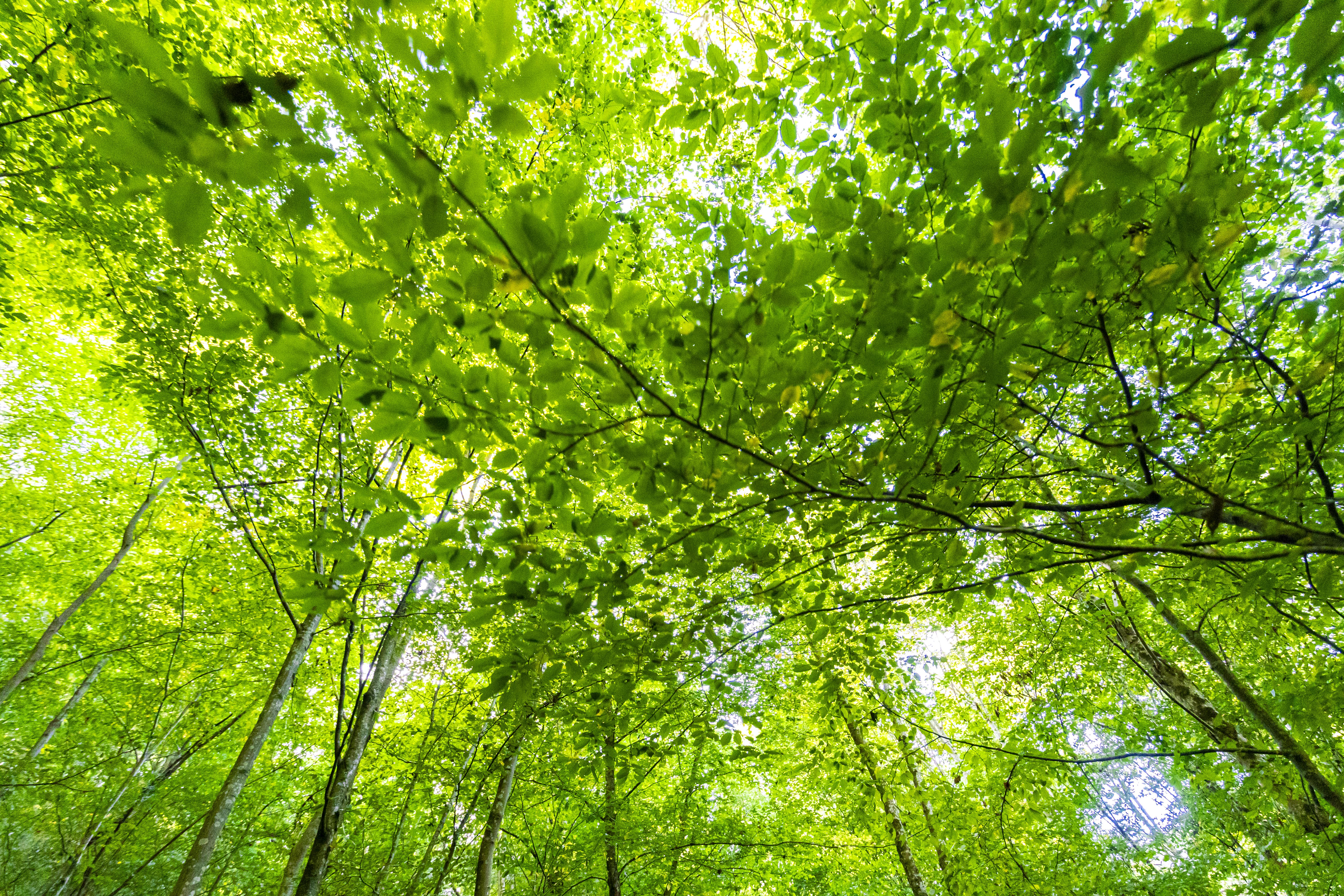 Baum- und Umweltanalyse Naturblick GmbH