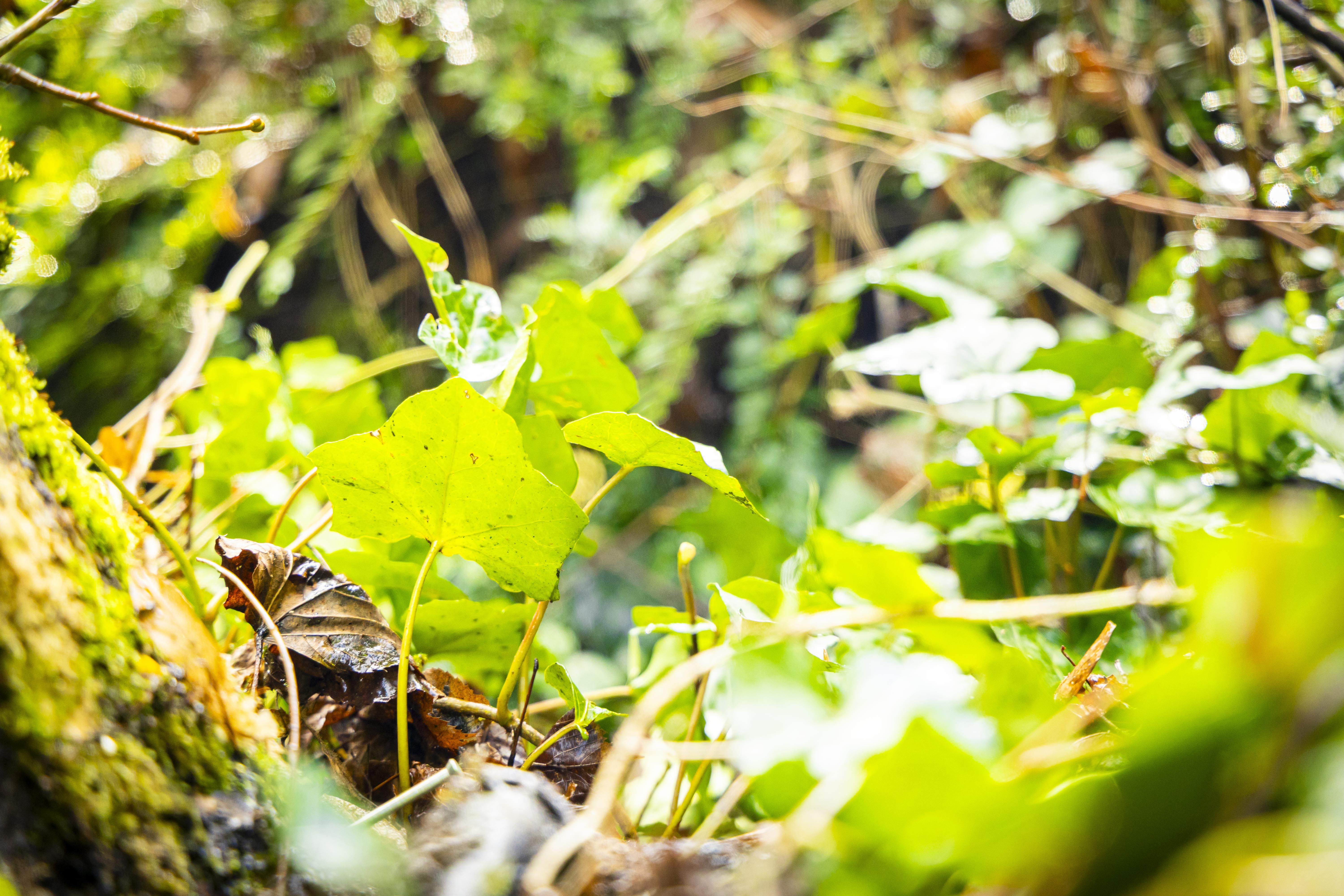Baum- und Umweltanalyse Naturblick GmbH