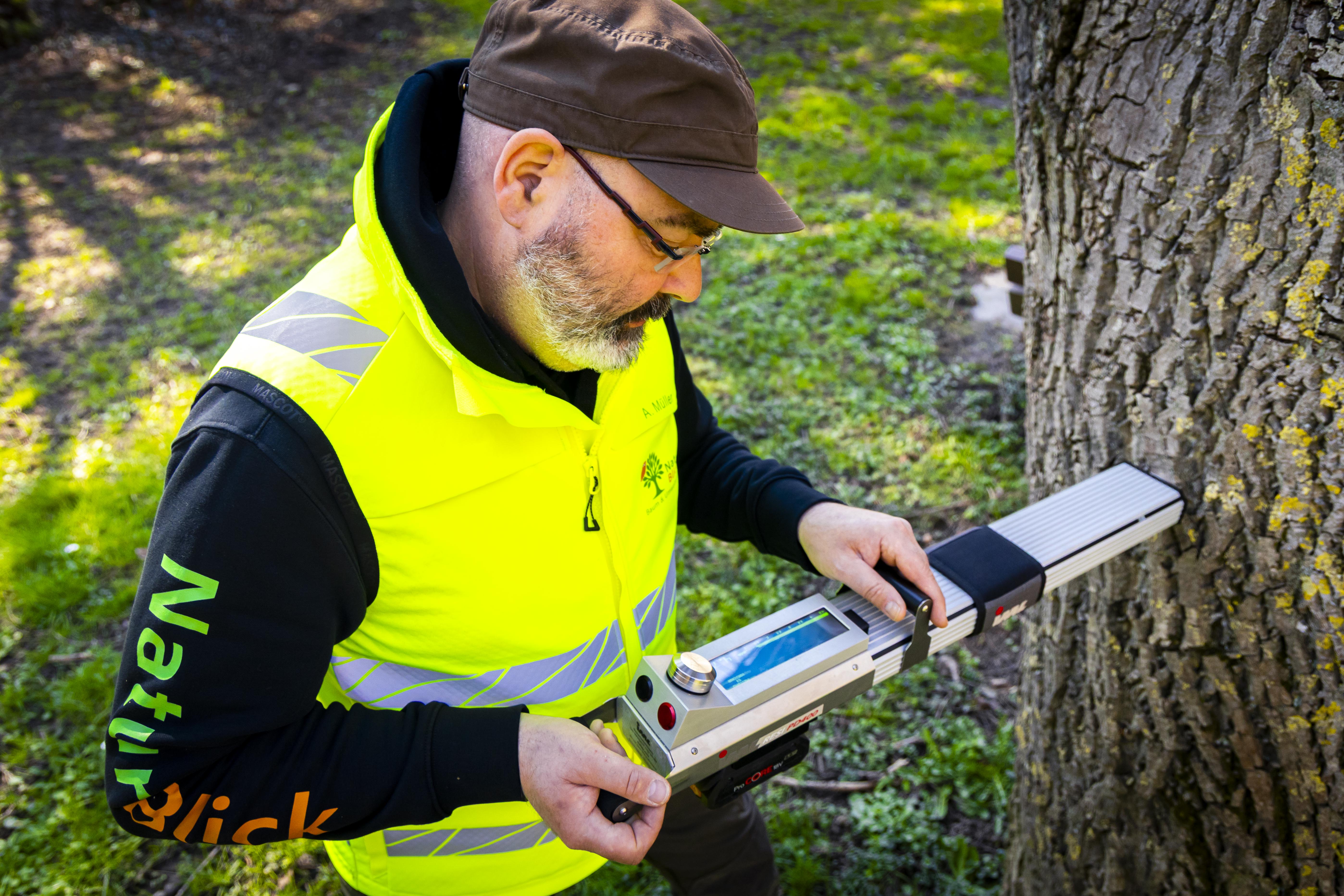 Untersuchung von Baumstrukturen durch Experten
