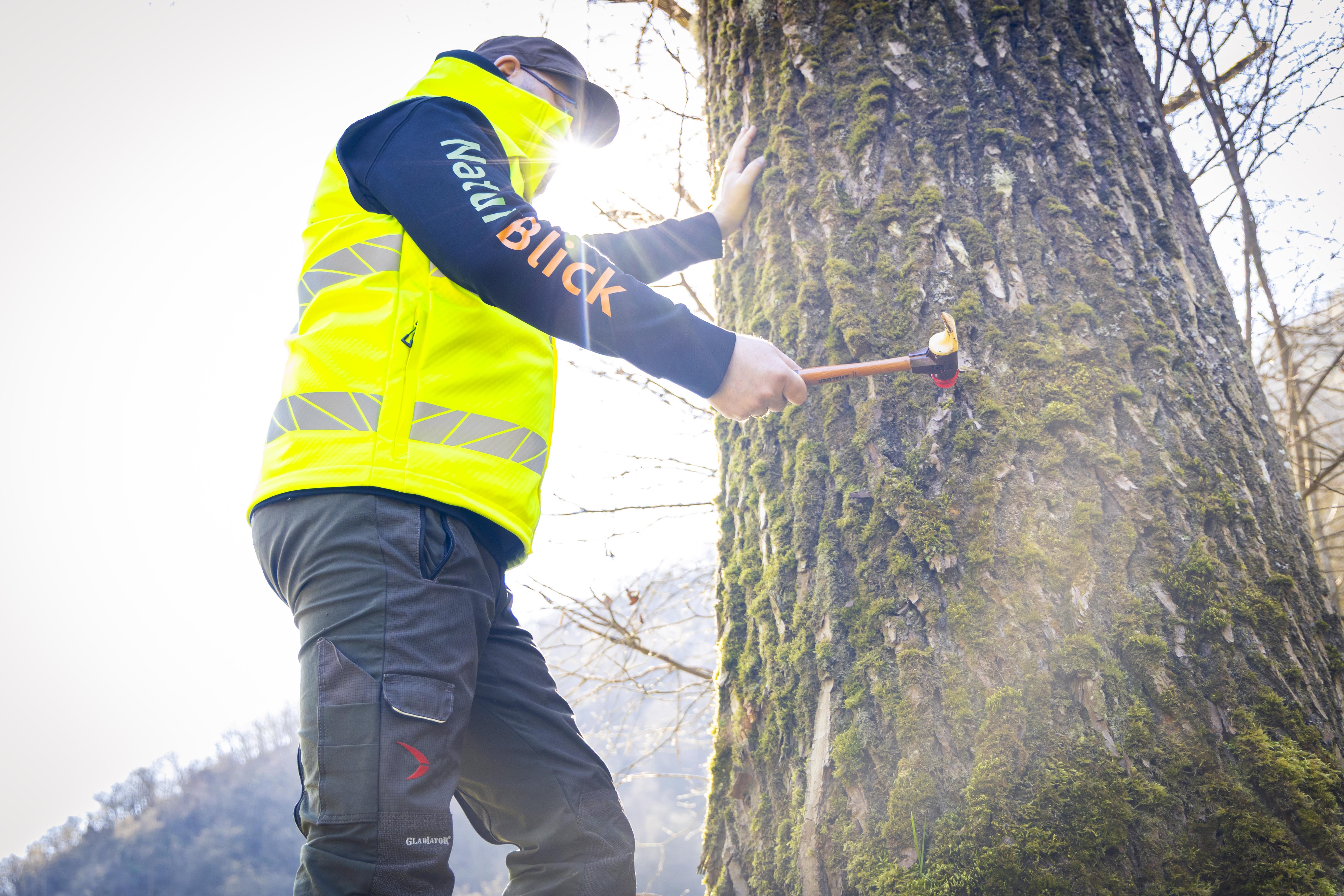 Baumprüfung und Kontrolle von Schäden am Baum