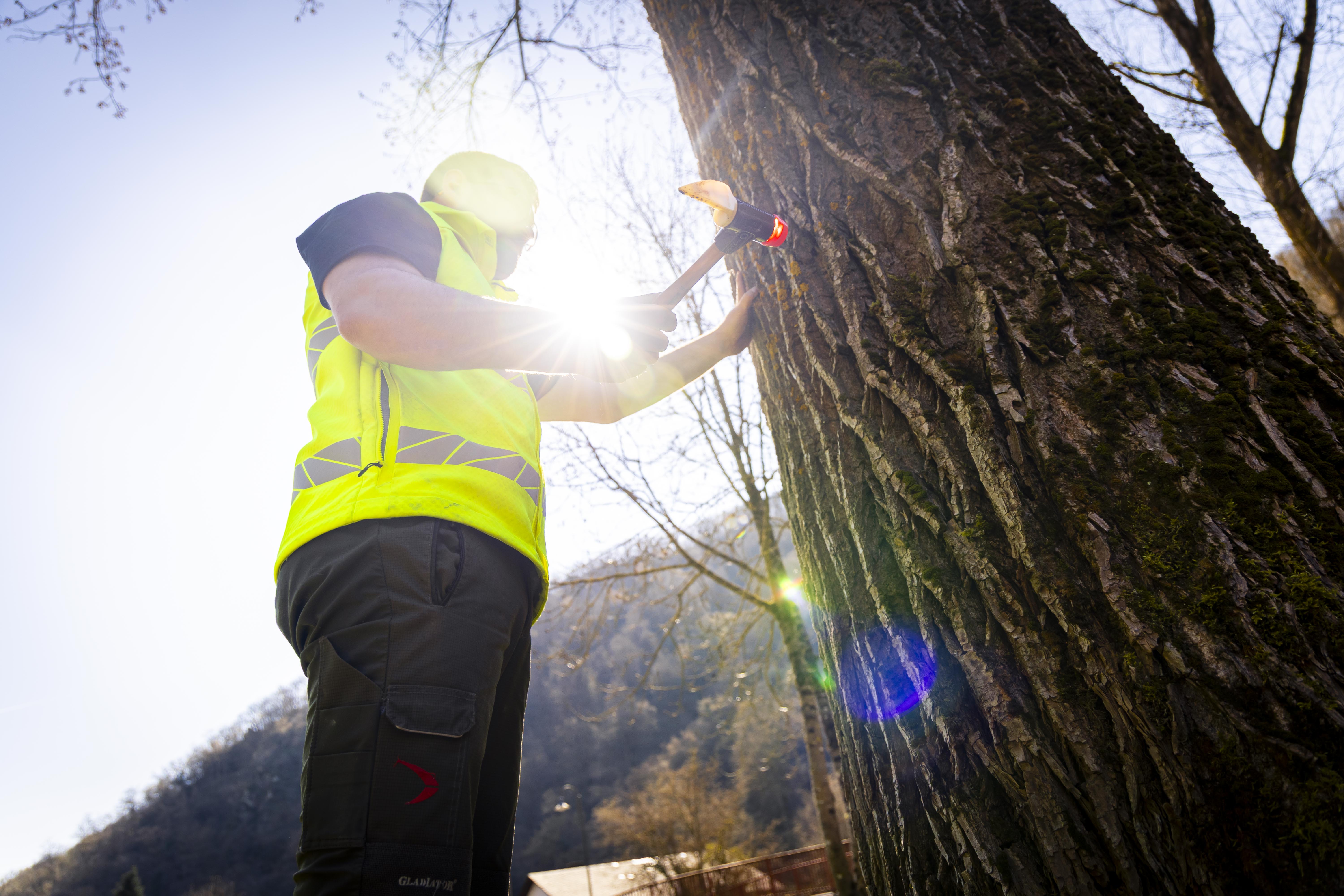 Baum- und Umweltanalyse Naturblick GmbH