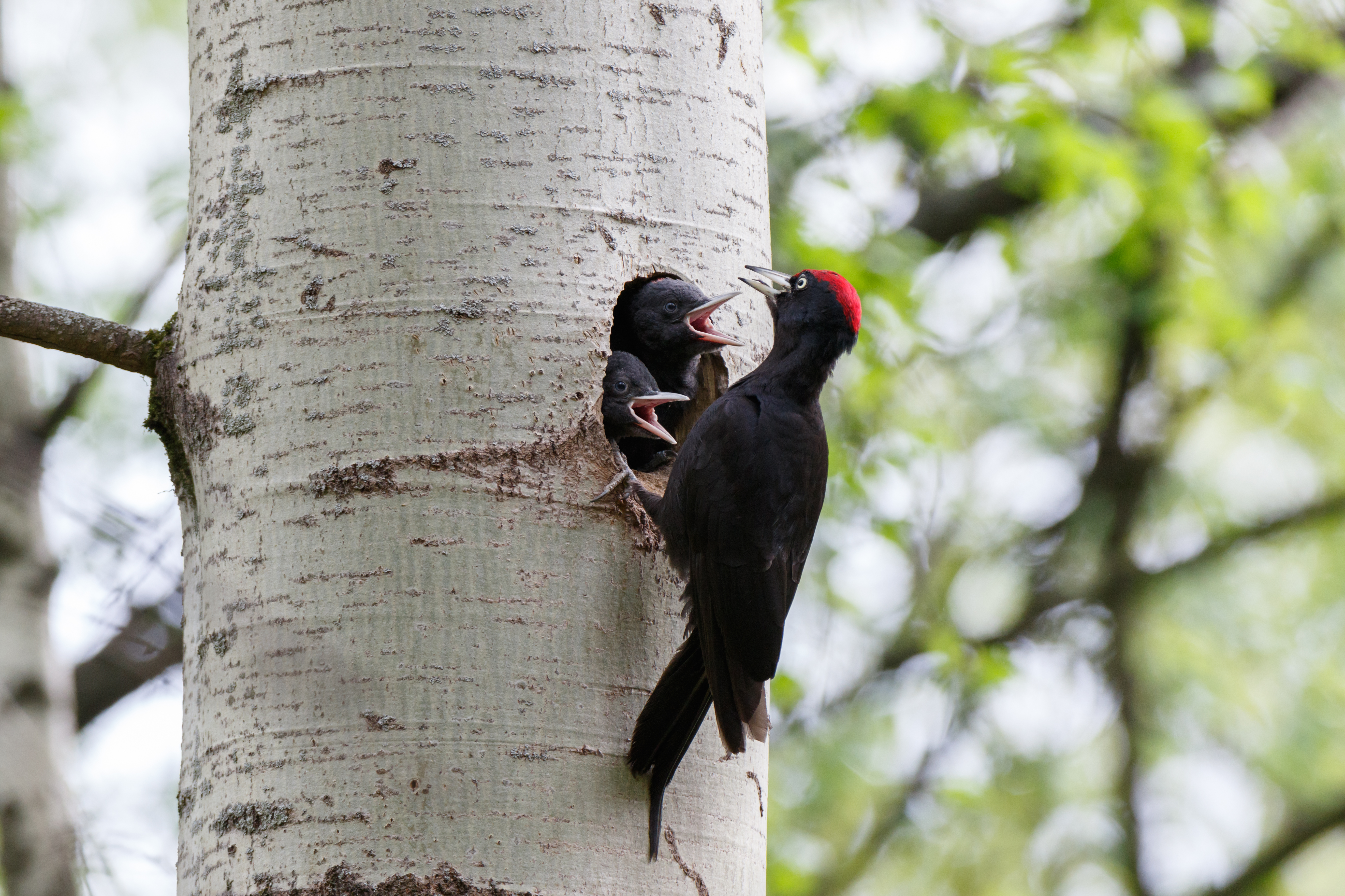 Erfassung geschützter Arten im Projektgebiet