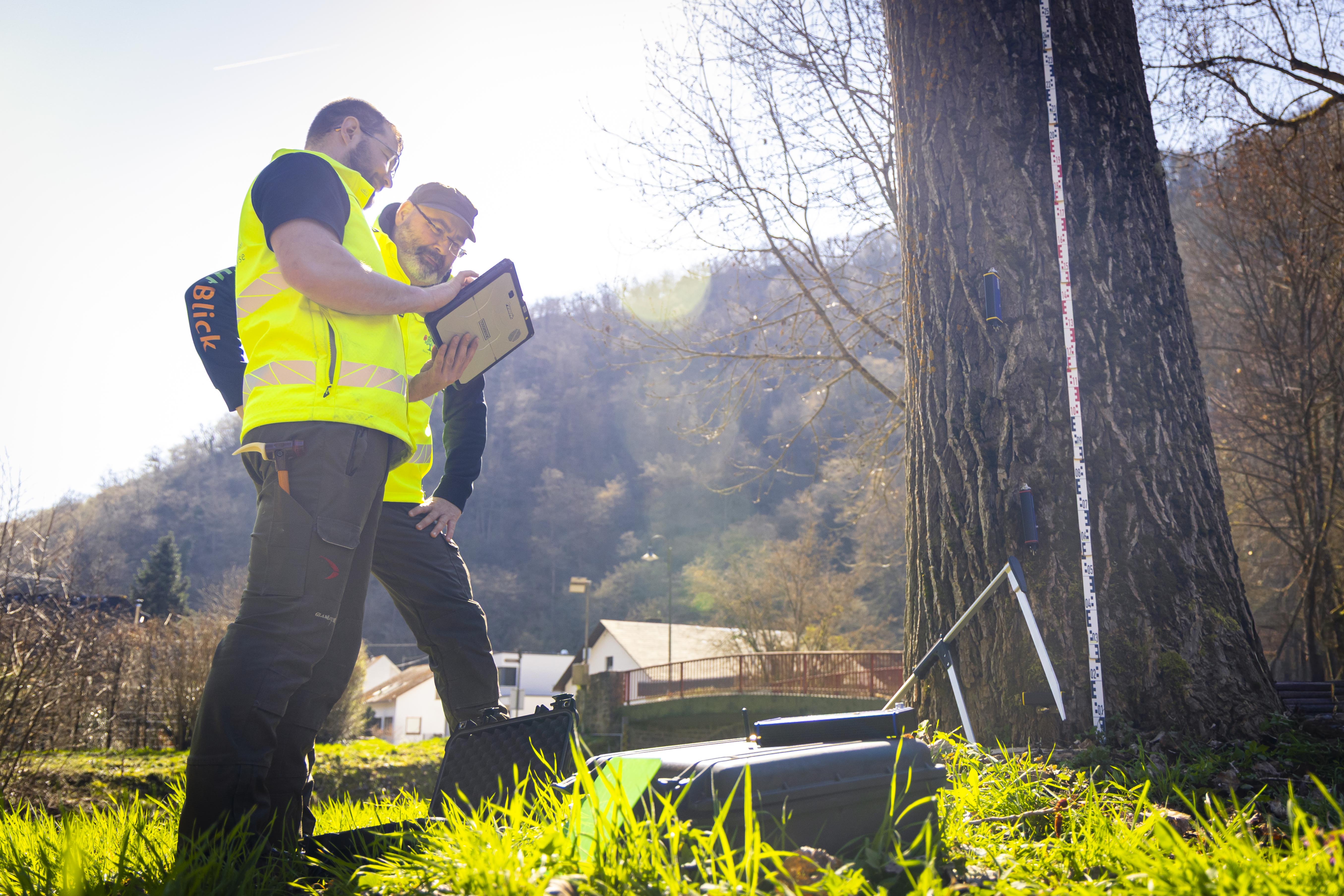 Baumgutachten für Bauvorhaben und Sicherheit