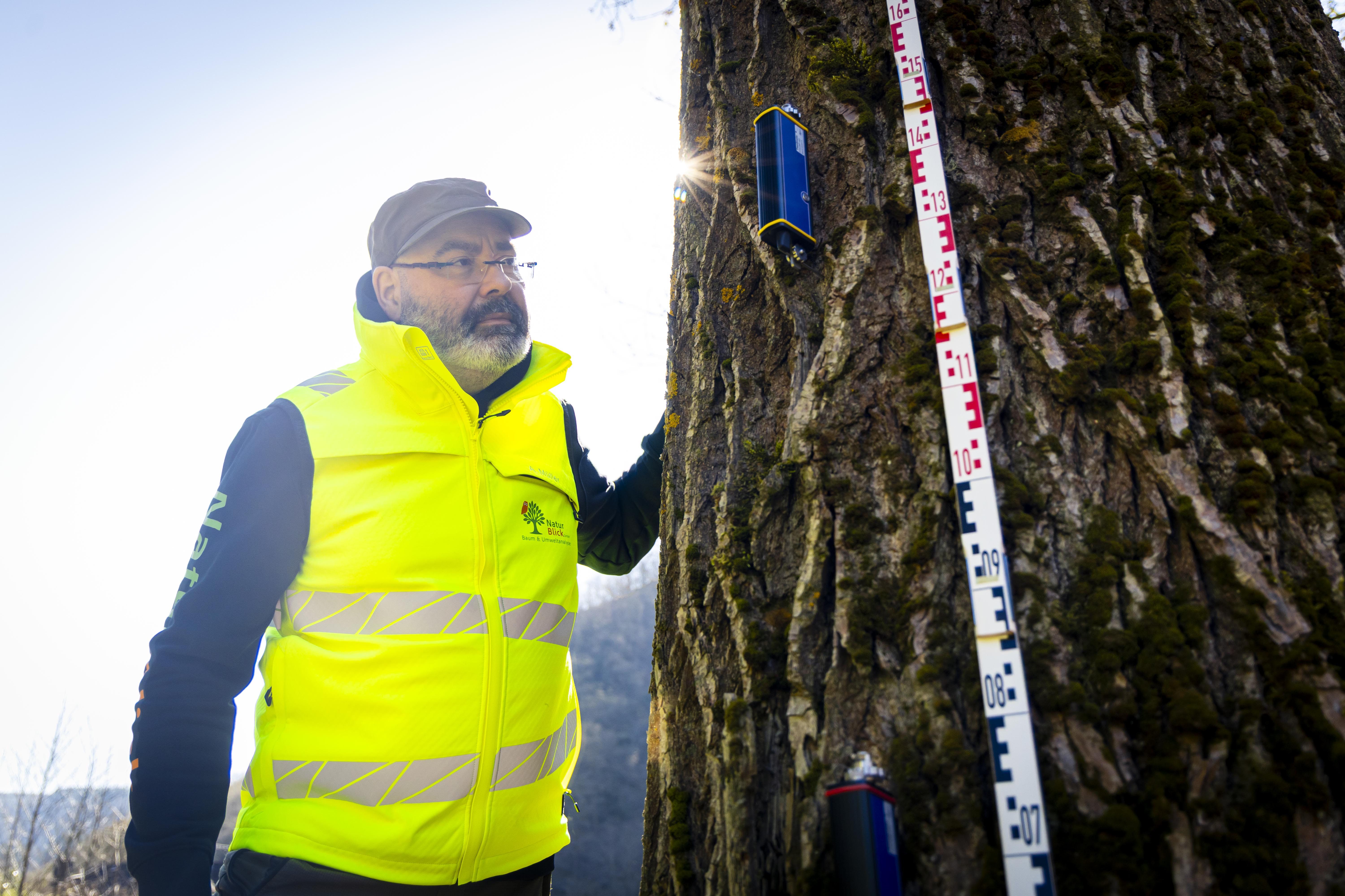 Baumuntersuchung zur Bewertung von Zustand und Sicherheit